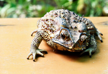 Yellow-brown Thai toad with black dots, rough and poisonous surface, lying on a yellow striped table, on a blurred background. 