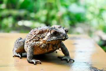 Yellow-brown Thai toad with black dots, rough and poisonous surface, lying on a yellow striped table, on a blurred background. 