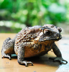 Yellow-brown Thai toad with black dots, rough and poisonous surface, lying on a yellow striped table, on a blurred background. 