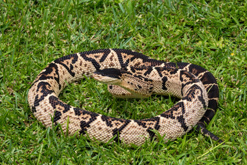 Black-headed bushmaster, Lachesis melanocephala is the largest poisonous snake in Costa Rica and endemic to the country