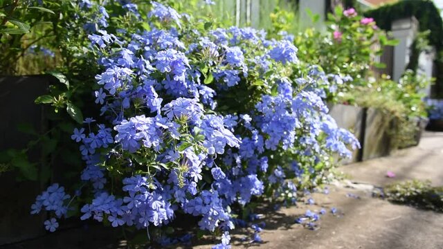 Closeup of blue flowwers "Plumbago" Closeup of the plant "Plumbago auriculata", widely known as Plumbago Capensis. Other common names: Cape Plumbago, Cape Leadwort, and Blue Plumbago. Tropical, evergr