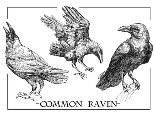 Set of illustrations of 3 crow. Ink drawing