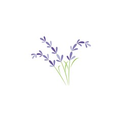 Fototapeta na wymiar Fresh Lavender flower logo vector