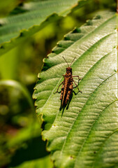 This insect belongs to the Grasshopper family. Its scientific name is Oedaleus Infernalis