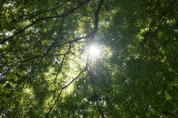 木漏れ日
