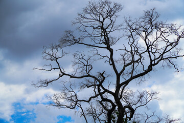 Dry trees and blue sky background
