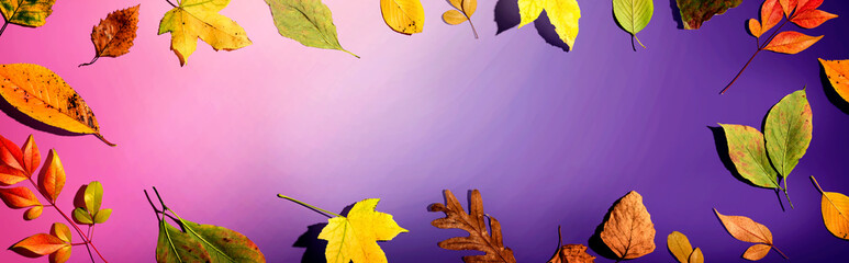 Colorful autumn leaves overhead view - flat lay