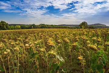 Fototapeta na wymiar The Sunflower Field with Blue Cloudy Sky