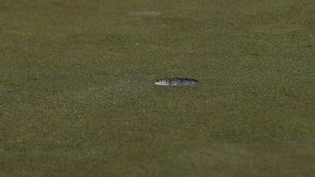 Close Up of Golf Ball Going into Hole on Green