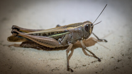 Isolated close up macro of a single grasshopper- Israel