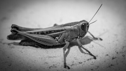 Isolated close up macro of a single grasshopper- Israel