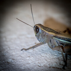 Isolated close up macro of a single grasshopper- Israel