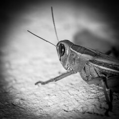 Isolated close up macro of a single grasshopper- Israel