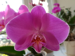 Orchid flower with lilac petals