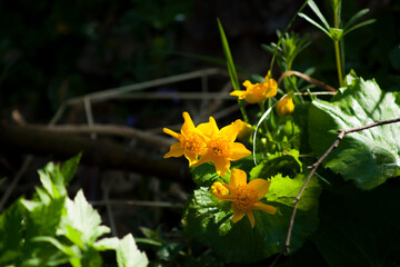 Marigolds