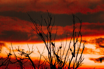 Obraz premium sunset in the forest. Birds on dry tree branches with dramatic orange color sky in background