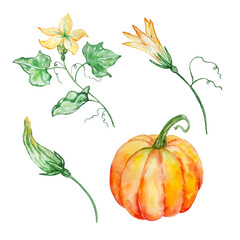 watercolor illustration set of pumpkin and yellow flowers