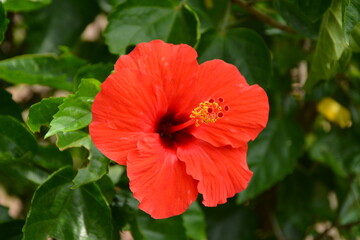 Red hibiscus flower in the Philippines