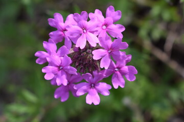 bee on a flower