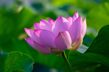 Obraz premium Beautiful Lotus in full bloom in summer