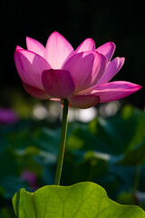 Obraz premium Beautiful Lotus in full bloom in summer