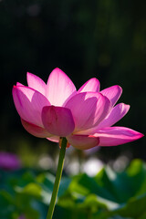 Beautiful Lotus in full bloom in summer