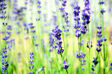 lavender flowers in the field
