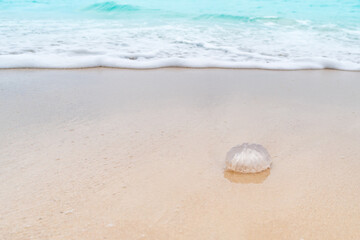 Jellyfish animal on sand summer blue sea  tropical beach.