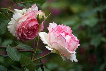 Austin English bush garden roses