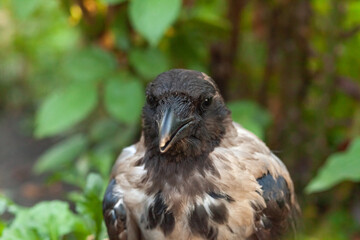 Raven. Eye of the crow. Macro.