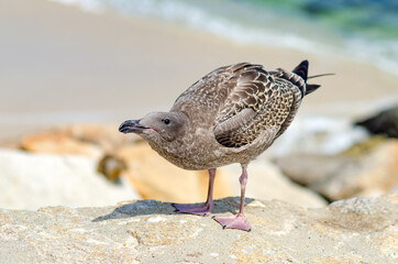 Young seagull (Larus argentatus) stands on stones on the background of the ocean
