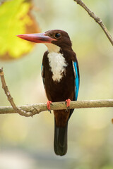 white throated kingfisher