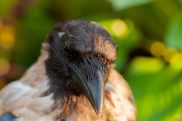 Raven. Eye of the crow. Macro.