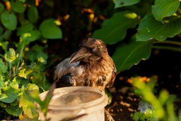 Raven. Eye of the crow. Macro.