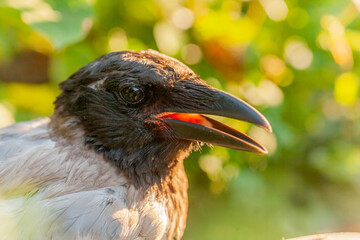 Raven. Eye of the crow. Macro.
