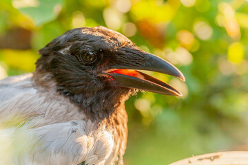 Raven. Eye of the crow. Macro.