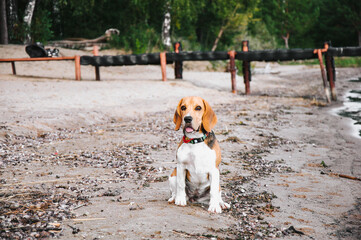 Little beagle puppy walks on the beach on the sand lazy in the evening