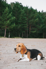 Little beagle puppy walks on the beach on the sand lazy in the evening