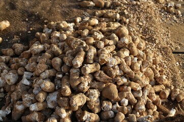 seasonal mushroom vegetable for sale.