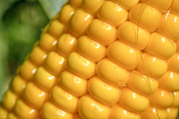 Blured focus. Closeup corn on the stalk in the corn field. Fresh corn on cobs. Soft focus background