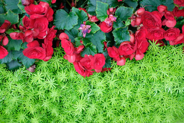 green natural leaves plant & red begonia flower. nature texture background
