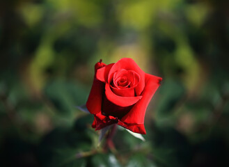 Art photo rose petals isolated on the natural blurred background. Closeup. For design, texture, background. Nature.