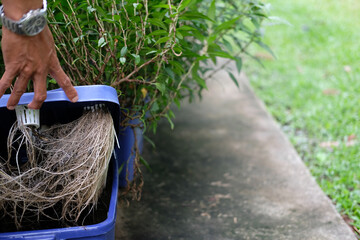 hydroponic vegetable root growing in box in farm