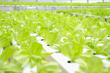 lettuce vegetable growing in plant nursery in hydroponics farm