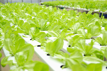 lettuce vegetable growing in plant nursery in hydroponics farm