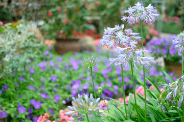 blooming flower plant in garden park