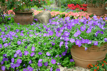blooming flower plant in garden park