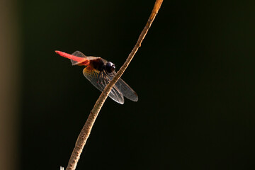 Red-veined darter on the brown branch on the dark background