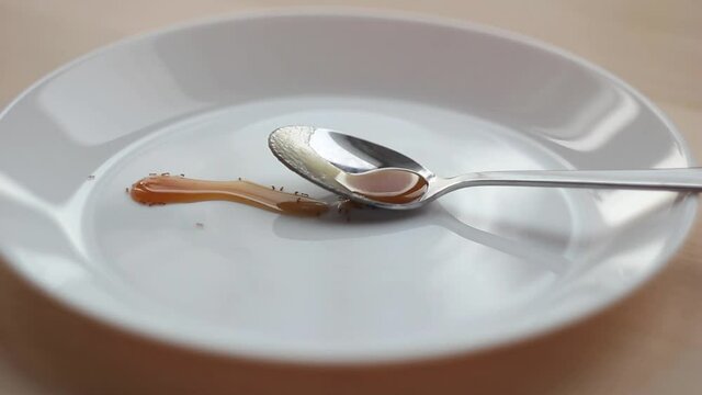 Ants crawl on a spoonful of honey on a white plate