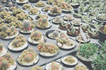 growing succulent cactus plant in pot.